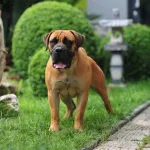 猛犬俱乐部(猛犬俱乐部官方网站)缩略图