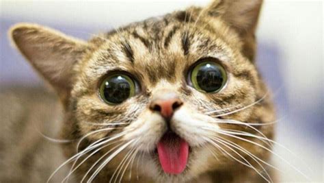 猫咪官方缩略图