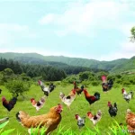 农场养鸡(农场养鸡游戏)缩略图