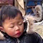 高笑视频,搞笑视频缩略图