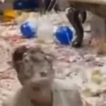 蛋糕大战(蛋糕大战完整版)缩略图
