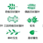 植物识别在线(植物识别在线扫一扫)缩略图
