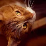 猫咪大全(猫咪大全介绍 品种)缩略图