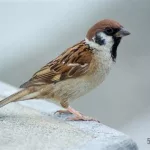 安乡偎麻雀,安乡麻雀牌缩略图