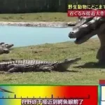母子大作战(母子大作战翻译成日语)缩略图