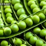 豌豆实验,豌豆实验孟德尔缩略图