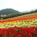 手机看片1026,金沙集团186cc成色缩略图