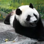 大熊猫的照片(大熊猫的照片全身 真实)缩略图