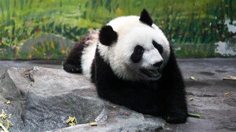 大熊猫的照片(大熊猫的照片全身 真实)缩略图