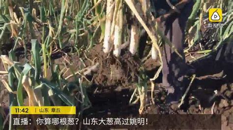 你算哪根葱,你算哪根葱歌曲完整版演唱缩略图