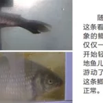 鱼冻cv(鱼冻cv真名)缩略图