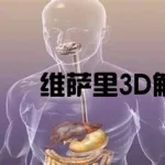 维萨里3d解剖,维萨里3d解剖图缩略图