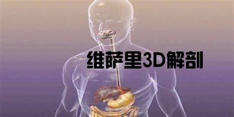 维萨里3d解剖,维萨里3d解剖图缩略图
