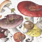 蘑菇识别扫一扫,蘑菇识别扫一扫软件能下载嘛缩略图