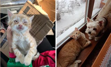 猫咪领养平台,猫咪领养平台有哪些缩略图