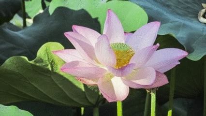 图片转gif,图片转gif动图缩略图